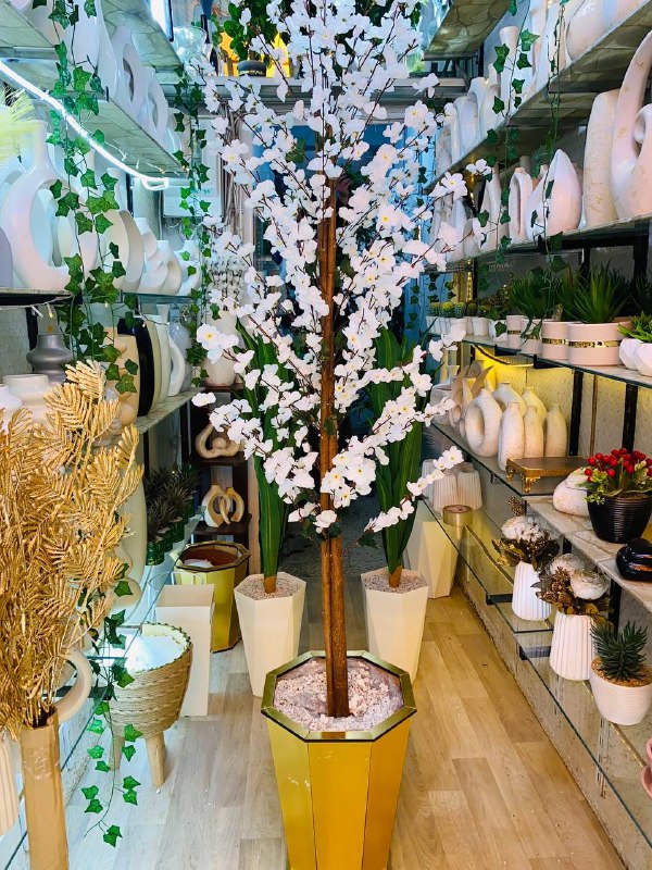 Cerisier en Fleurs