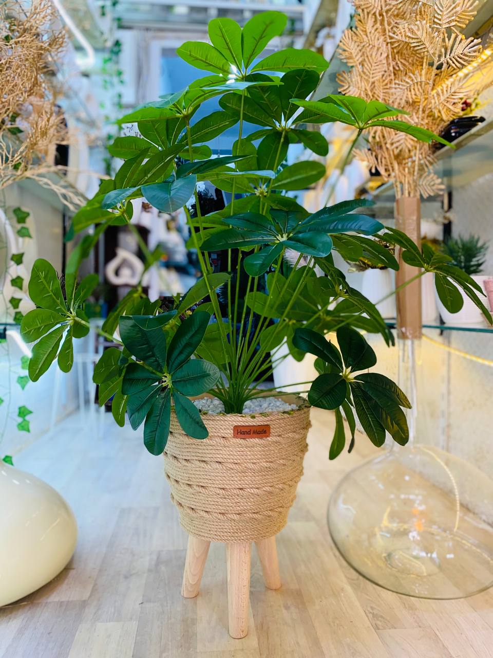 Schefflera