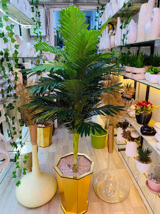 Palmier Areca