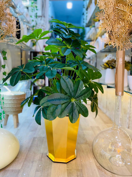 Schefflera arboricola ''plante parapluie''