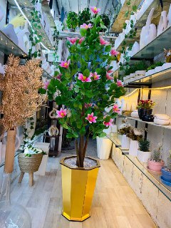 Bougainvillea