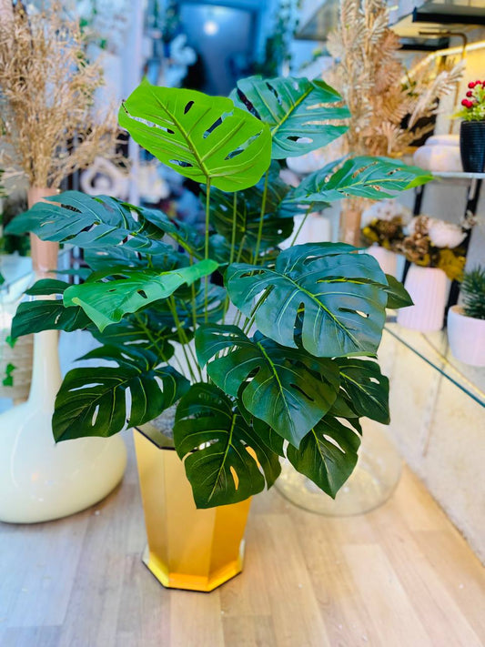 Monstera
