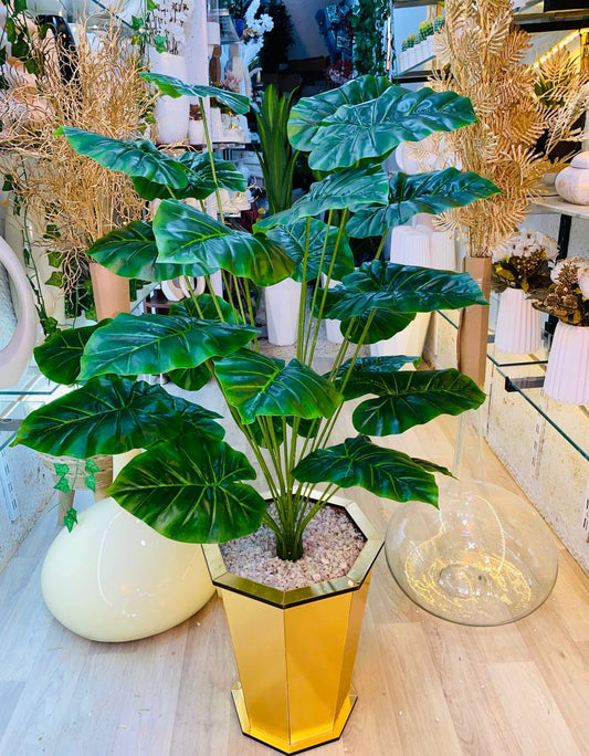 Alocasia