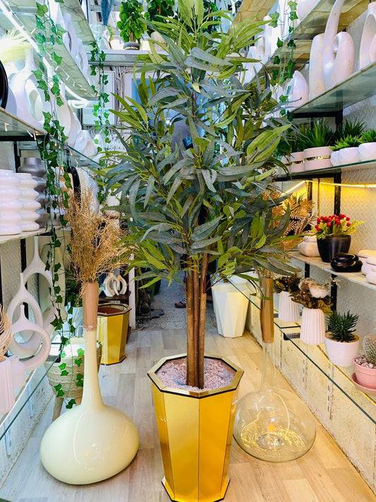 Eucalyptus