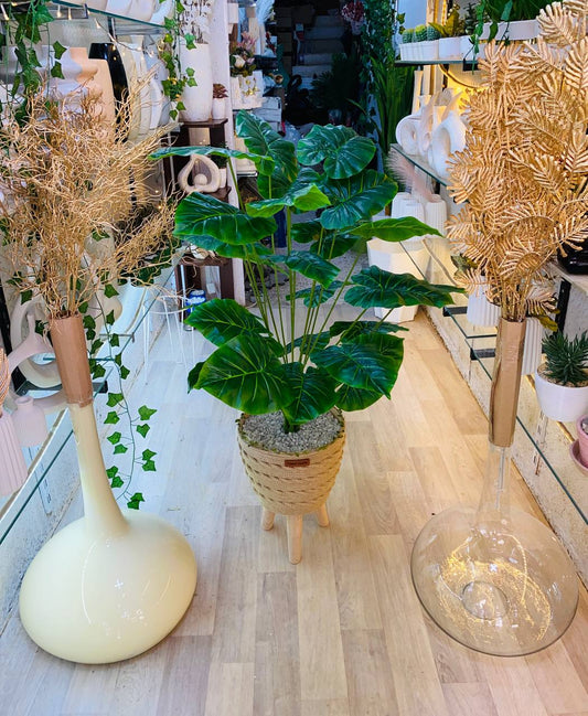 alocasia