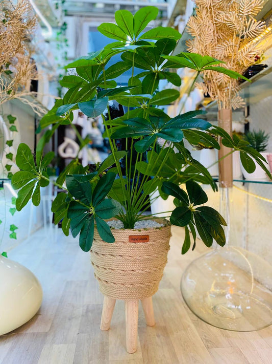 Schefflera