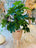Schefflera