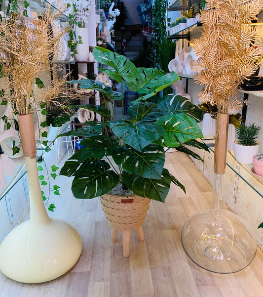 Monstera
